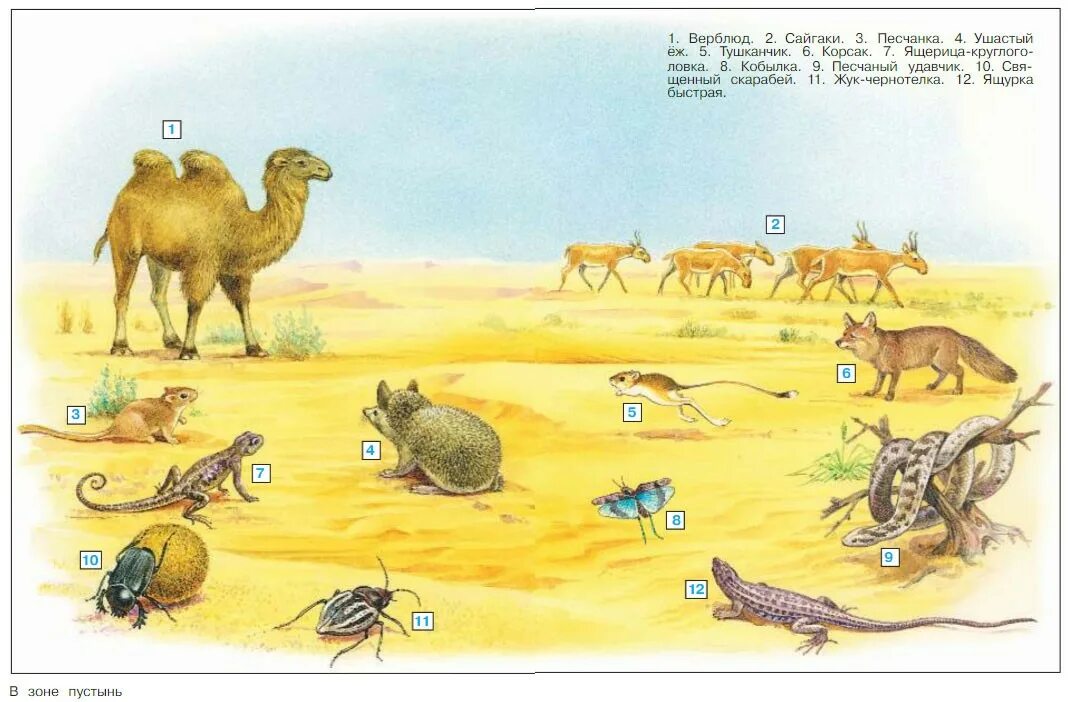 Составь цепи питания пустыни. Схема цепи питания пустыни 4 класс окружающий мир Плешаков. Цепь питания пустыни 4. Схема цепи питания пустыни 4 класс окружающий мир. Пищевая цепочка в пустыне 4 класс окружающий мир.