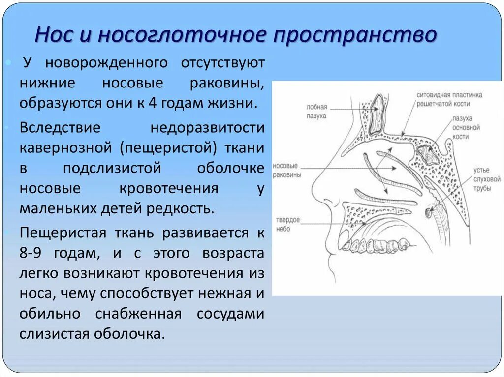 Слизистые оболочки носовых ходов. Строение носовой полости у ребенка. Строение носа новорожденного ребенка. Нос и носоглоточное пространство у детей.