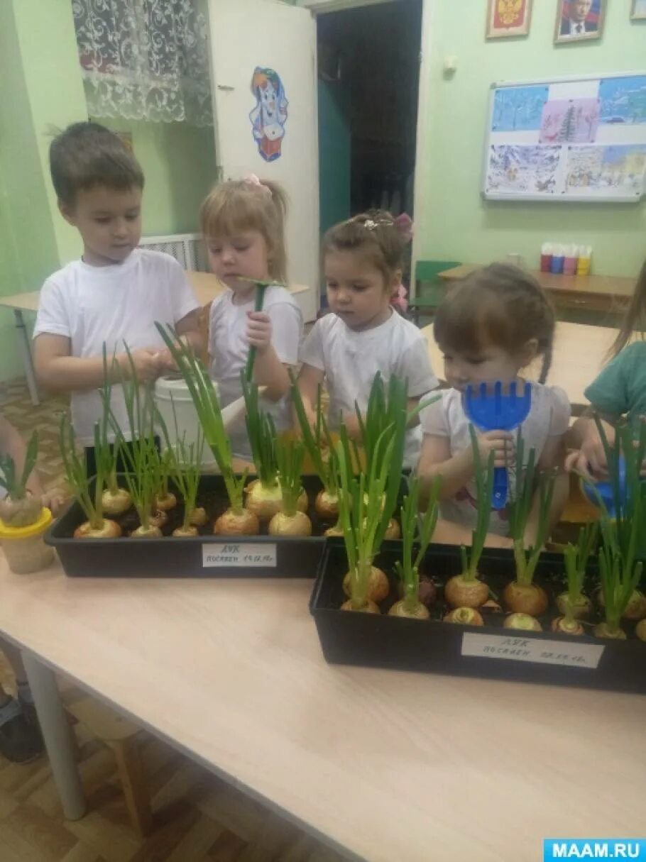 Сажаем лук в детском саду. Вырастить лук зелёный для детского сада. Лук огород в детском саду.