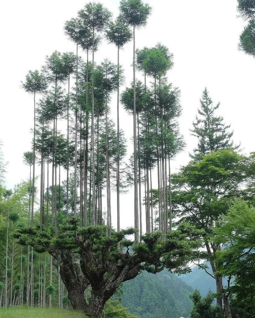 Редкое дерево растущее. Кедр Китаяма. Кедр ДАЙСУГИ. Деревья ДАЙСУГИ. Криптомерия японская лес.
