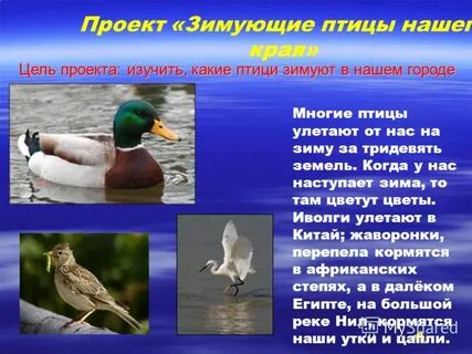 Зачем нужны птицы в городе