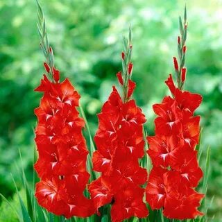 Красные гладиолусы