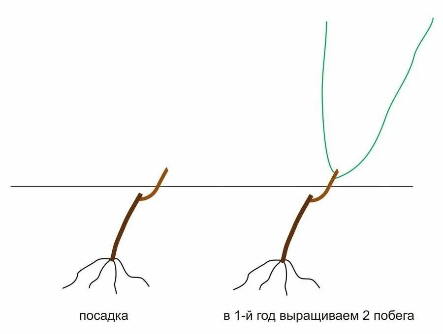 Формировка куста винограда. Схема формировки виноградного куста. Правильная формировка куста винограда.