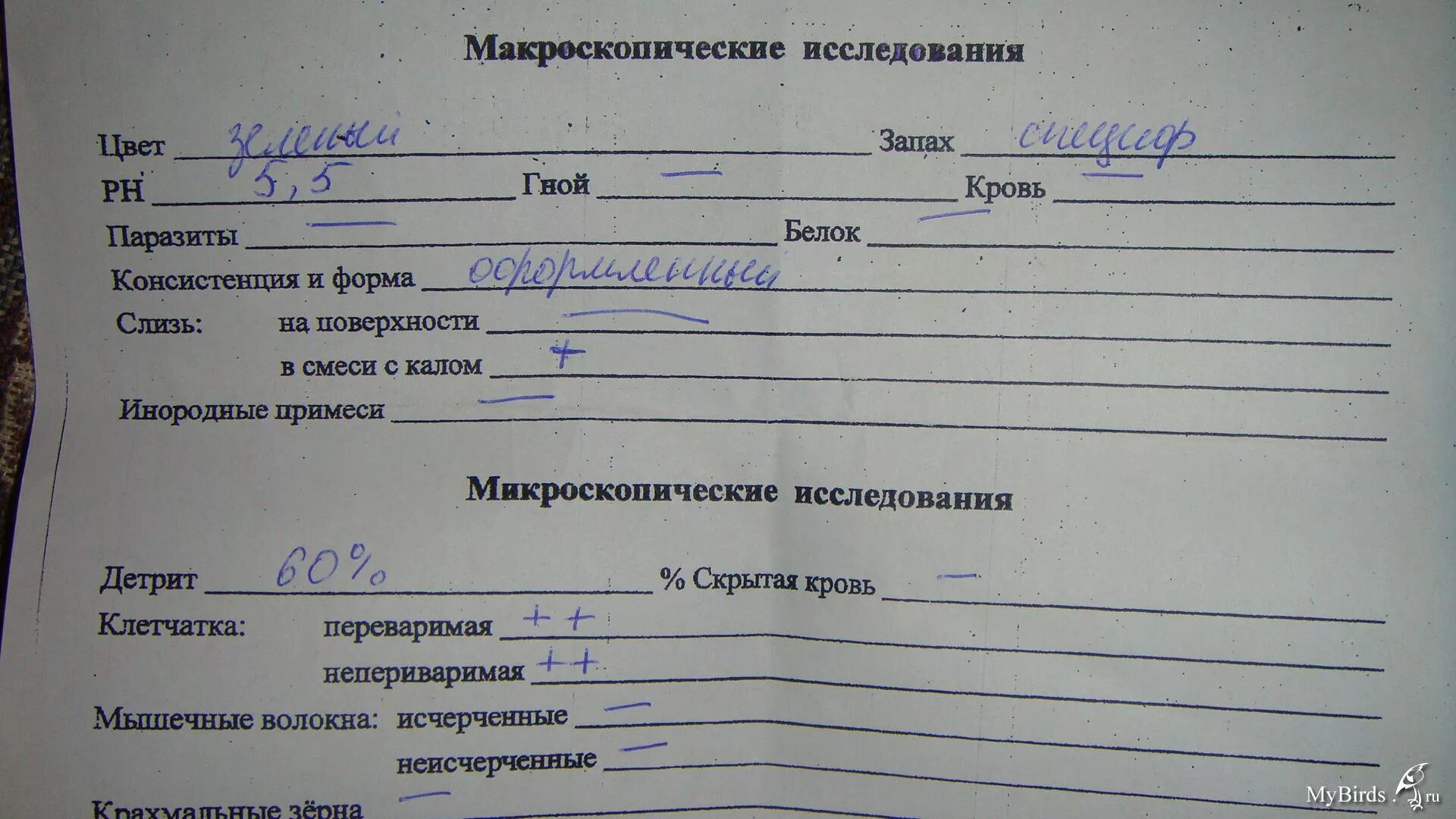 Направление на анализ кала. Бланки направлений на анализы. Направление на кал. Направление на исследование кала. Бланки анализов кала.