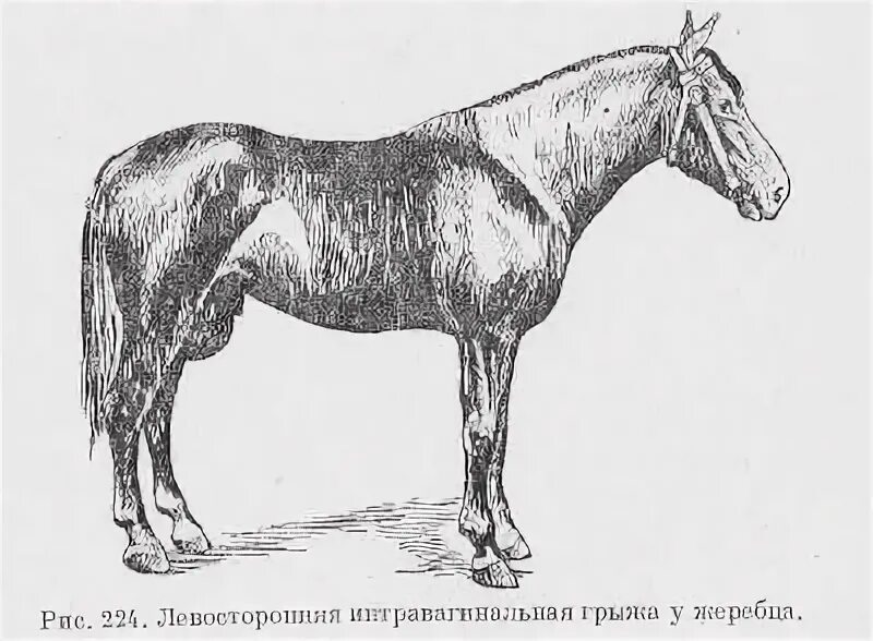 Пупочная грыжа у теленка