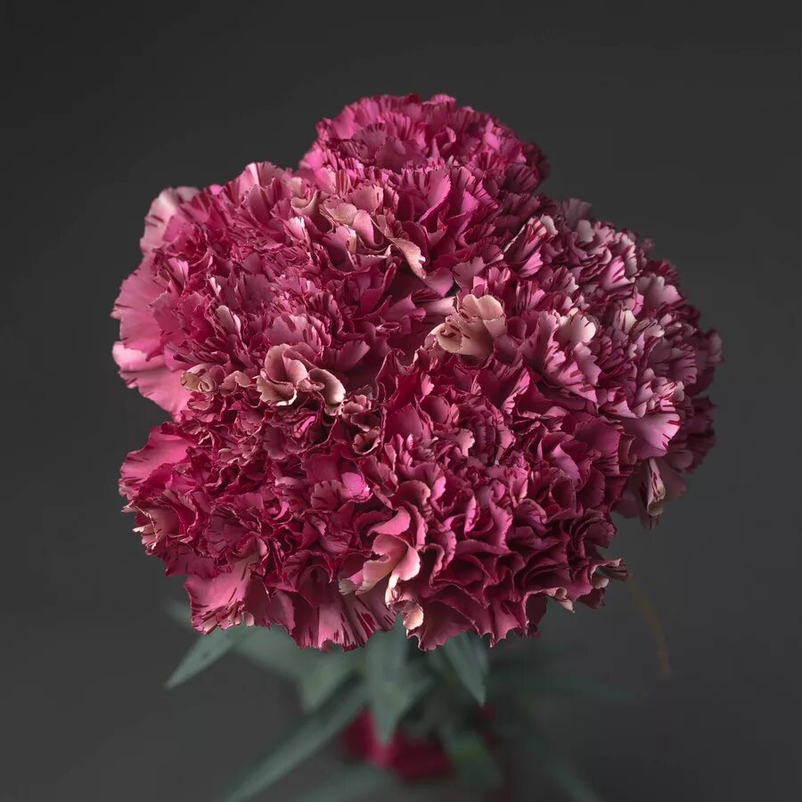 Диантус эквадор. Гвоздика диантус. Гвоздика наутилус. Диантус фиолетовый. Диантус это гвоздика или нет.