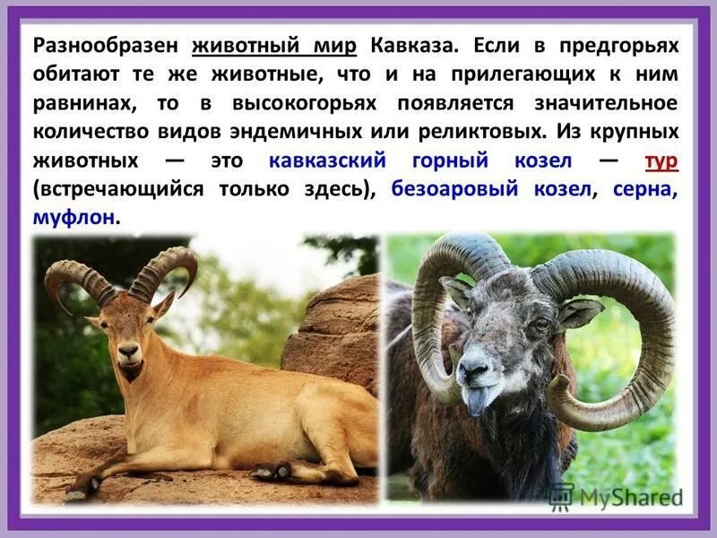 Национальный парк вуд-баффало животные. Описание экосистемы степи кратко. На равнинах число видов растений. Холмистая равнина. Горы животные и растения.