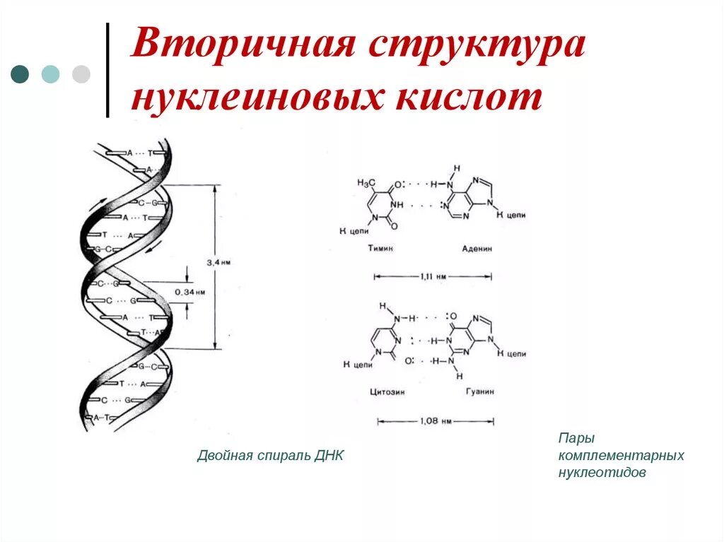 Какая формула молекулы днк. Вторичная вторичная структура нуклеиновых кислот. Первичная структура нуклеиновых кислот. Третичная структура нуклеиновых кислот формула. Структура нуклеиновых кислот первичная структура.