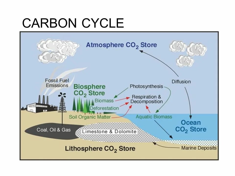 Fill in source fossil carbon organisms. Геохимический цикл углерода. what is fossil fuels. what is the biosphere. carbon cycle.