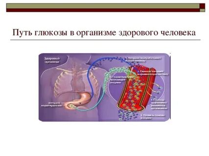 Обмен глюкозы в организме человека