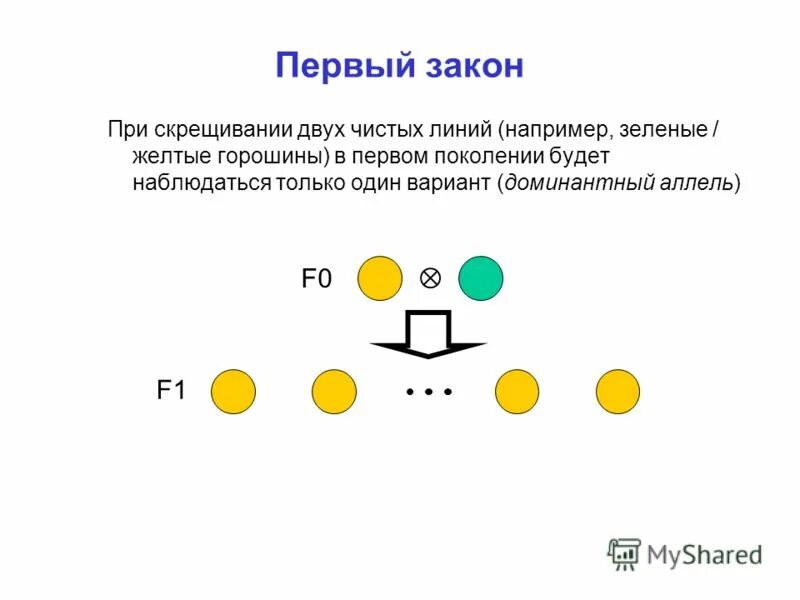 При скрещивании двух организмов относящихся к разным чистым. Скрещены две чистые линии. Скрещены две чистые линии. Скрещены две чистые линии. Скрещивание двух чистых линий.