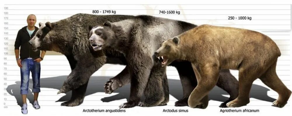 Какой медведь сильнее. Гигантский Короткомордый медведь. Бурый Короткомордый медведь. Короткомордый пещерный медведь. Короткомордый медведь Эволюция.