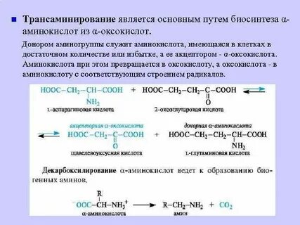 Сколько аминокислот участвуют