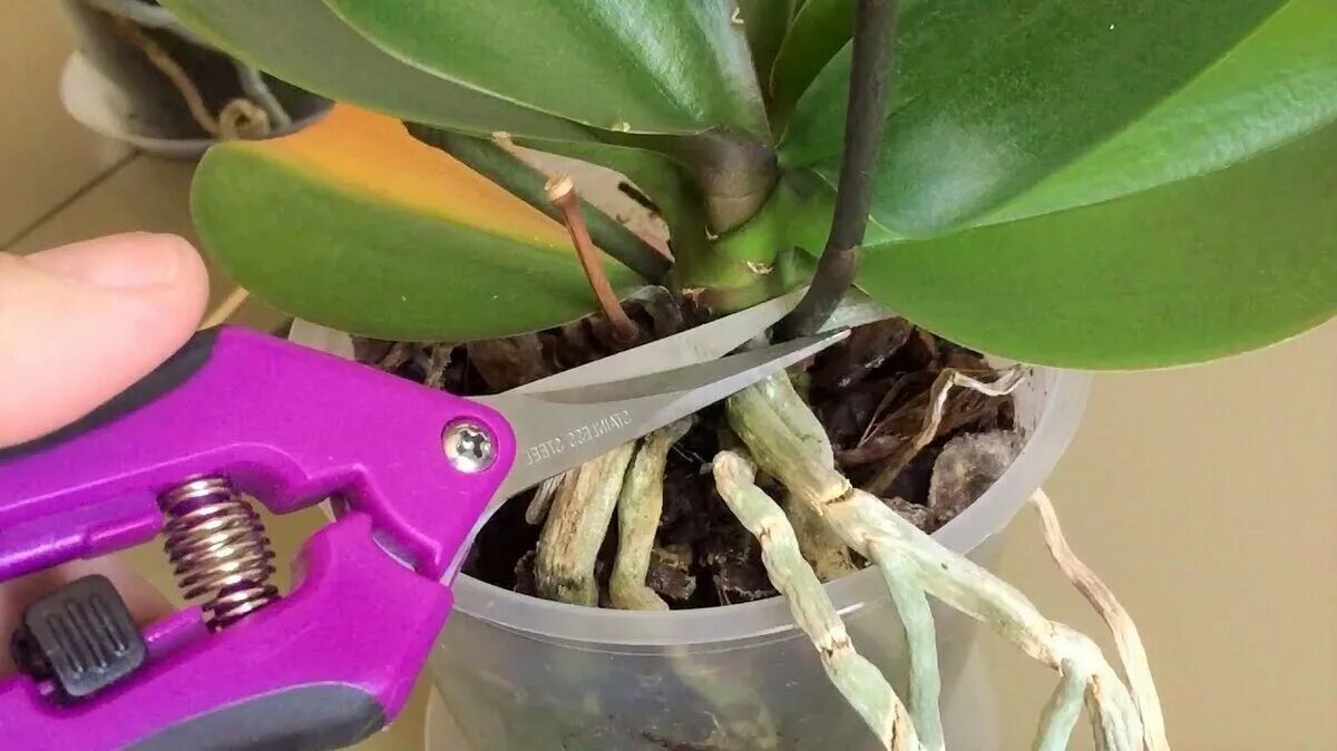 Нужно удалять у орхидеи. Корневая система орхидеи фаленопсис. Фаленопсис орхидея корневище. Пересадка орхидеи с корнями. Орхидея фаленопсис корни.