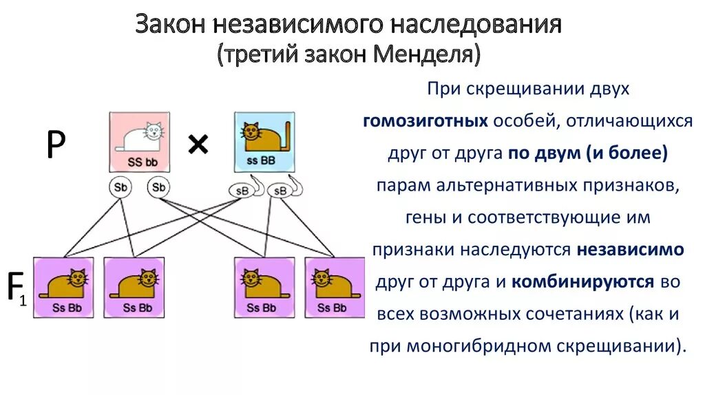 Закон независимого наследования схема. 3 Закон Менделя это закон независимого наследования признаков. 3 Закон Менделя независимое наследование. Закон независимого наследования признаков 3 закон.