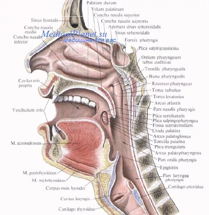 Ротовое отверстие глотка. Глоточная миндалина латынь. Глоточная миндалина анатомия латынь.
