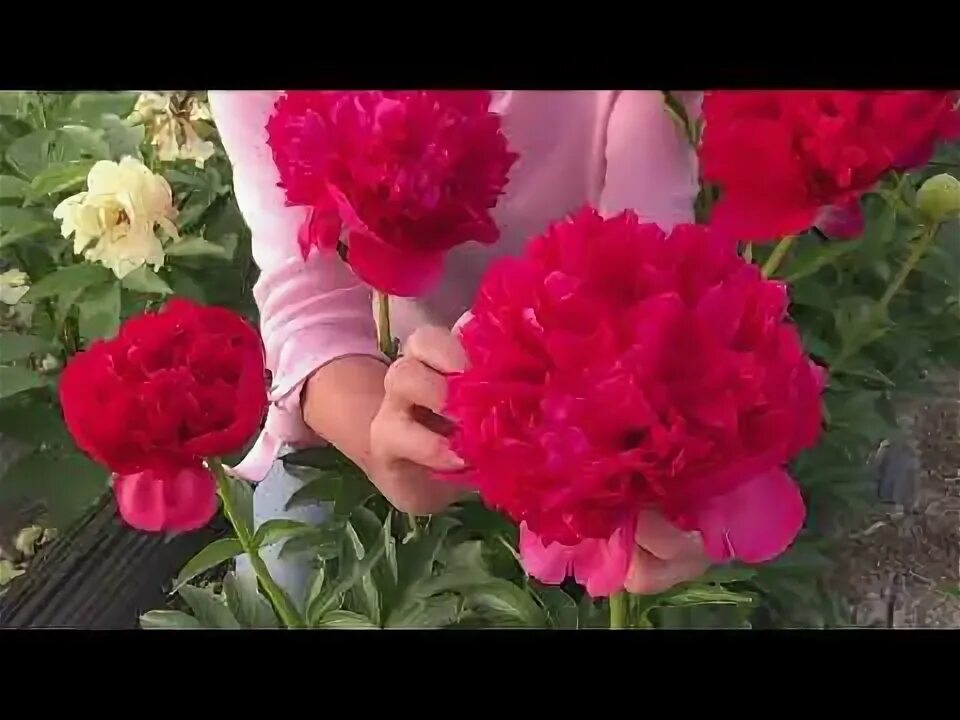 Пион пиллоу толк. Пион нельда джой. Elsa sass пион. Пионы фото красивые. Питомник пулков сад каталог пионов.