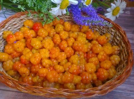 Морошка домашняя