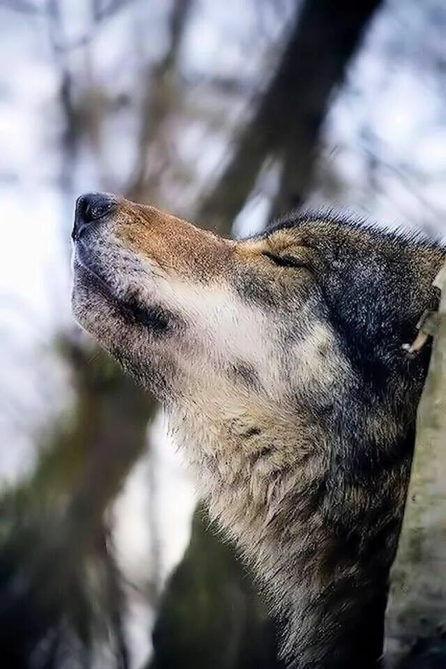 Почти не страдающий. Волк. Грустный волк. Одинокий волк. Печальный волк.