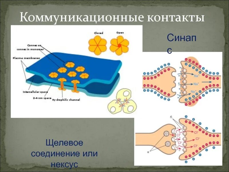 Нексус гистология. Коммуникационные соединения клеток. щелевые соединения нексусы. щелевые коммуникационные контакты (нексусы). коммуникационные контакты клетки.