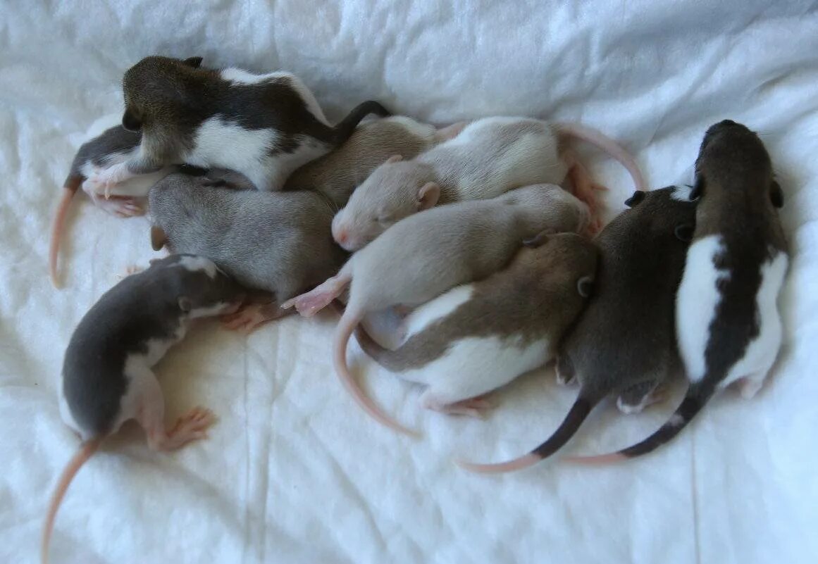 Самка крысы. Взрослая крыса дамбо самка. Декоративная крыса самка. Самка крысы. Крыса дамбо самец.