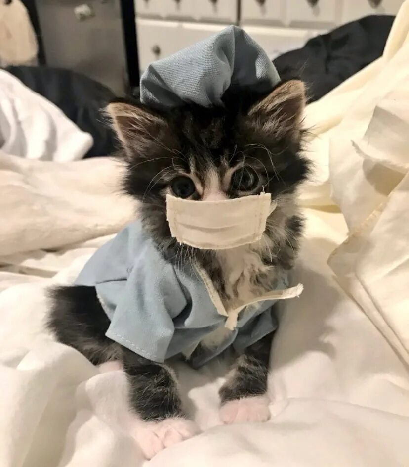 Кот медик. Котик врач. Тортик для котика. С днём рождения с котиками. Коты в медицинской одежде.