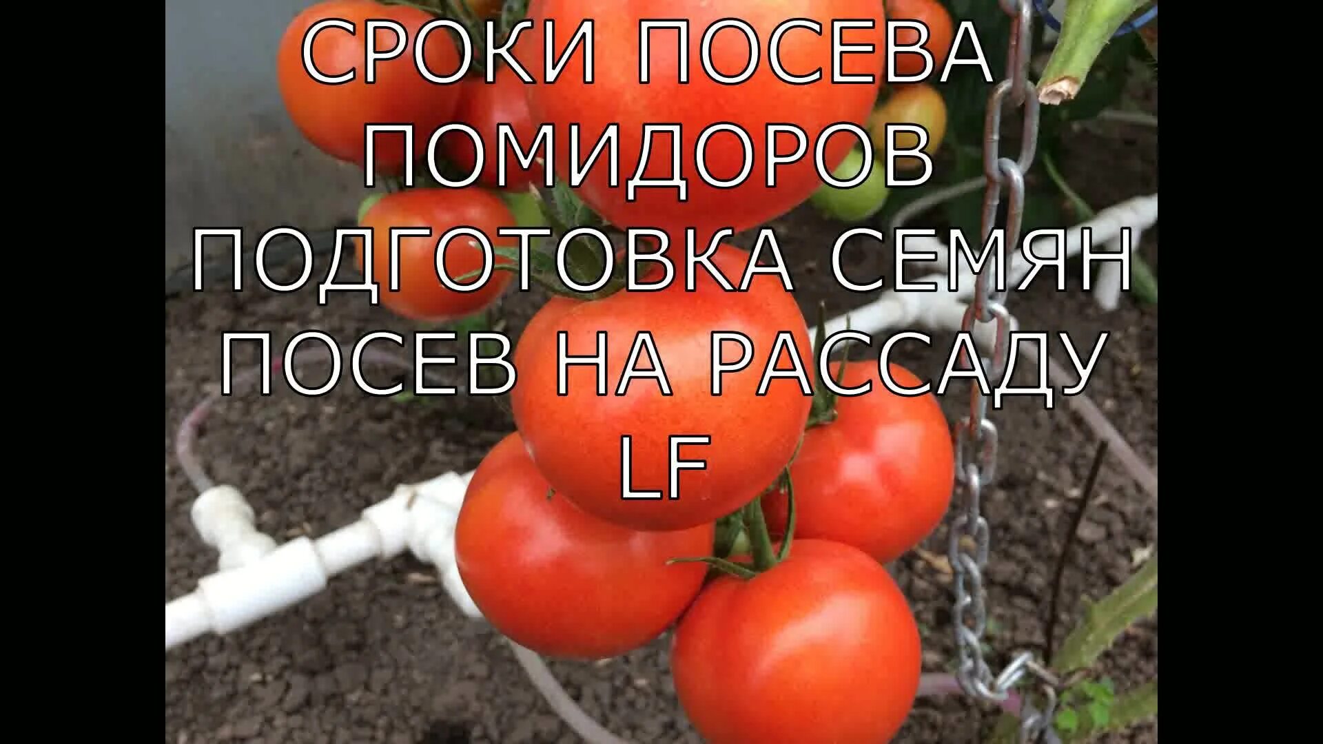 Посадка помидор в марте 2024 г. Дата посева томатов. Посадка помидор на рассаду. Сроки посева суперранних томатов. Посадка томатов на рассаду на среднем Урале.