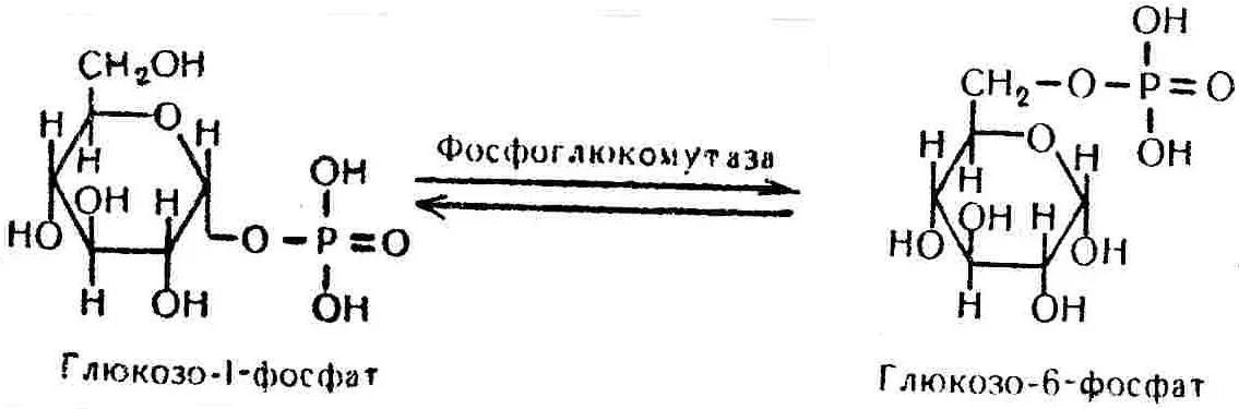 Фосфат структурная формула. Глюкоза 6 фосфат формула. глюкоза в глюкозо 6 фосфат. глюкозо 6 фосфат формула. образование d-глюкозо-6-фосфата.