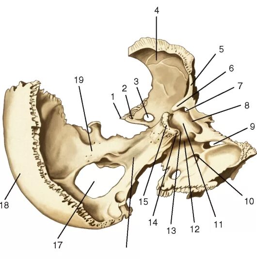 Седло латынь. Крыловидный отросток клиновидной кости анатомия. Анатомия турецкого седла клиновидной кости. Клиновидный отросток клиновидной кости. Кость черепа клиновидная кость черепа.