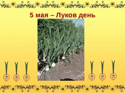 День луки 5 мая