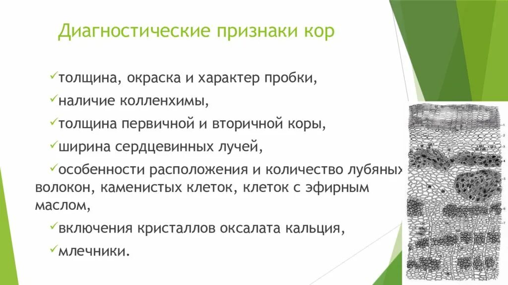 Макроскопический анализ лекарственного растительного. Макроскопический анализ коры. Макроскопический анализ лекарственного растительного сырья. Микроскопический анализ коры. Макроскопические признаки коры.