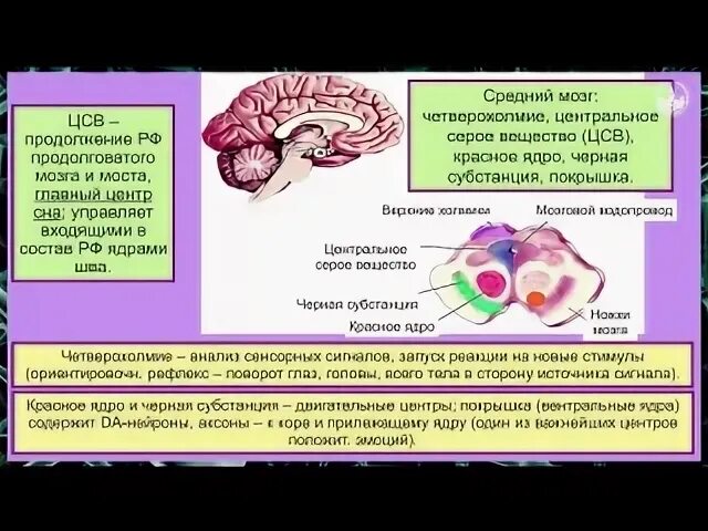 Центр сна в мозге. Кафаров продолговатый мозг. Центры сна и бодрствования. Ориентировочные рефлексы среднего мозга. Центр сна и бодрствования находится в отделе мозга.