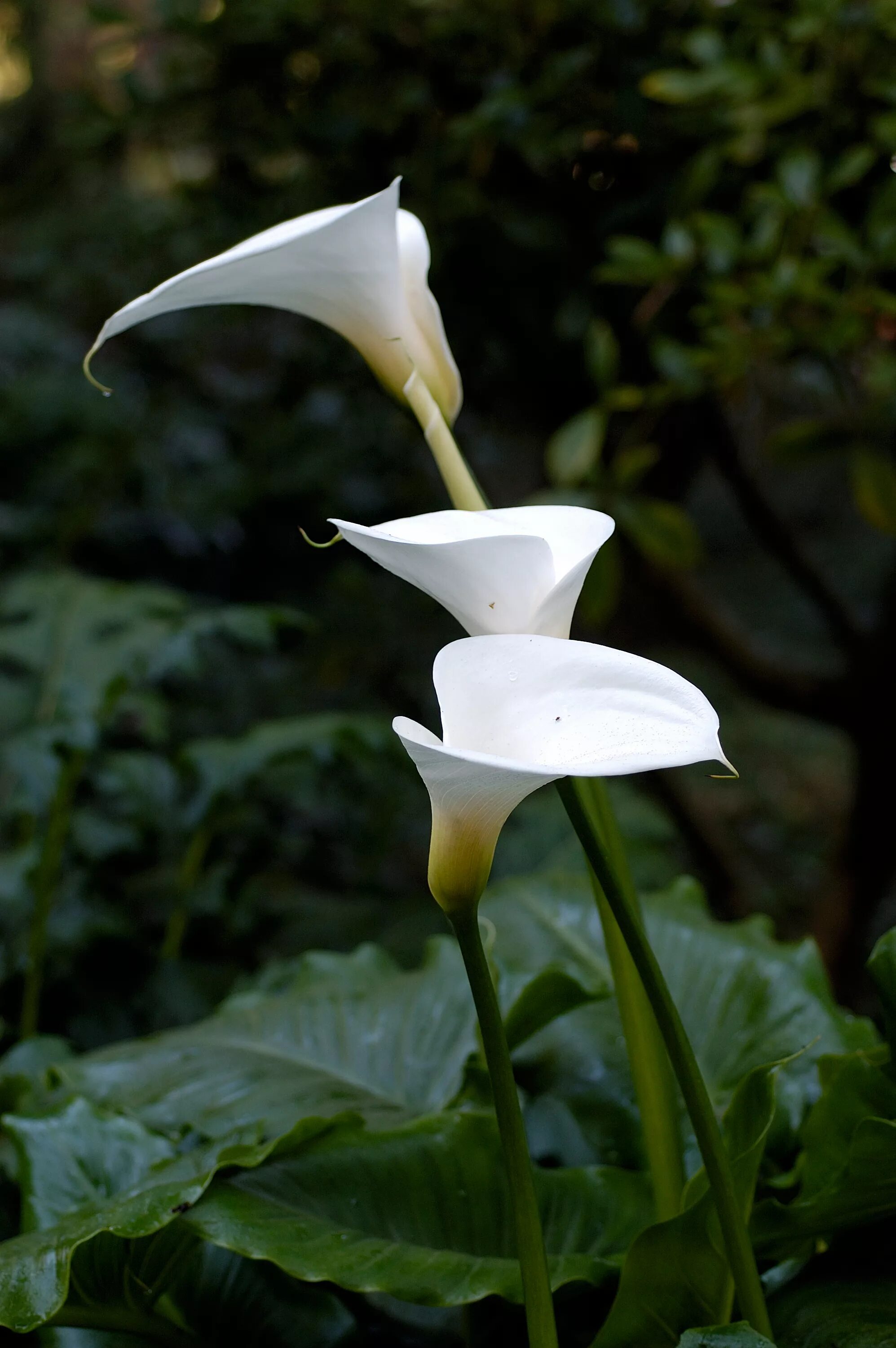 Калла эфиопская Зантедеския. Калла Зантедеския Zantedeschia aethiopica. Белокрыльник (Калла). Калла, Зантедеския, белокрыльник).