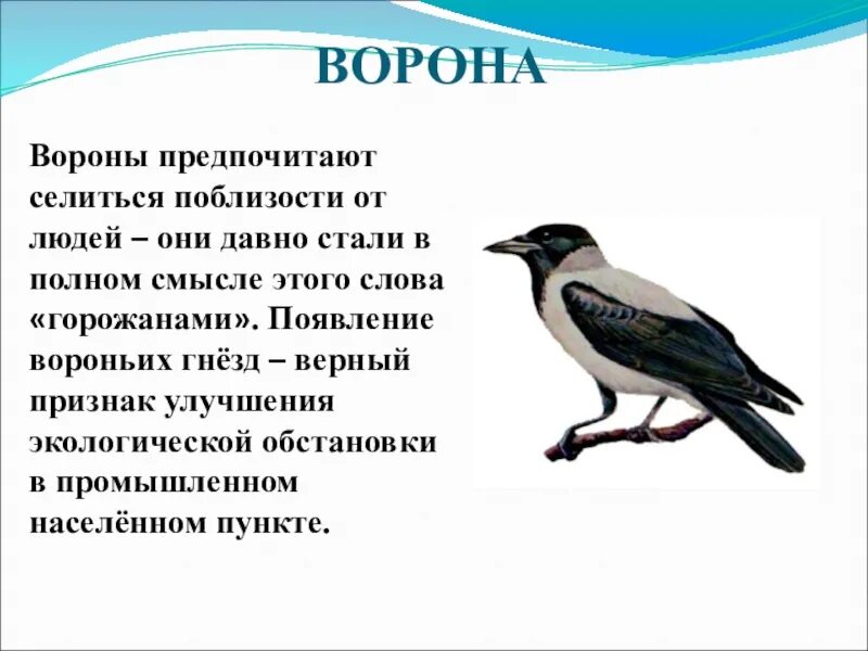 Стих ворона. Стихотворение про ворону для дошкольников. Ворона рассказ. Стихи про ворон. Два ворона текст