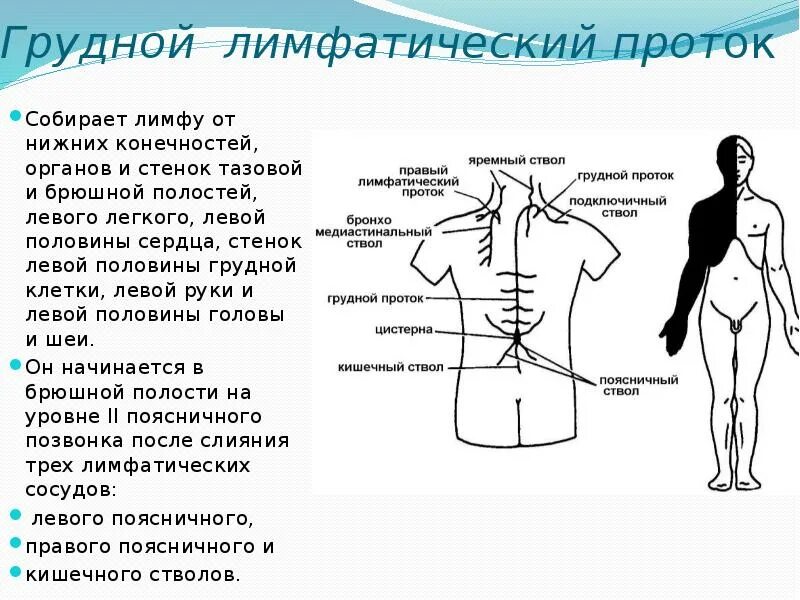 Грудной проток лимфатической системы схема. Лимфоидная система грудной проток. Грудной лимфатический проток топография схема. Грудной лимфатический проток собирает лимфу.