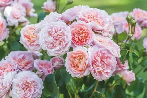 Rose's roses