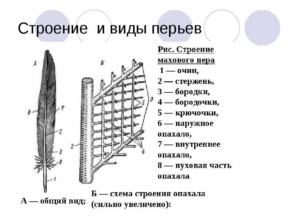 Значение пухового пера. Схема строения опахала пера птицы. Схема строения опахала у птиц. Строение махового пера у птиц 7 класс. Строение покровного пера птицы.