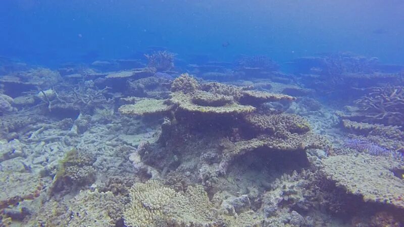 Где находится остров барьерный риф Great Barrier Reef Great barrier reef, Places to travel, Ocean landscape