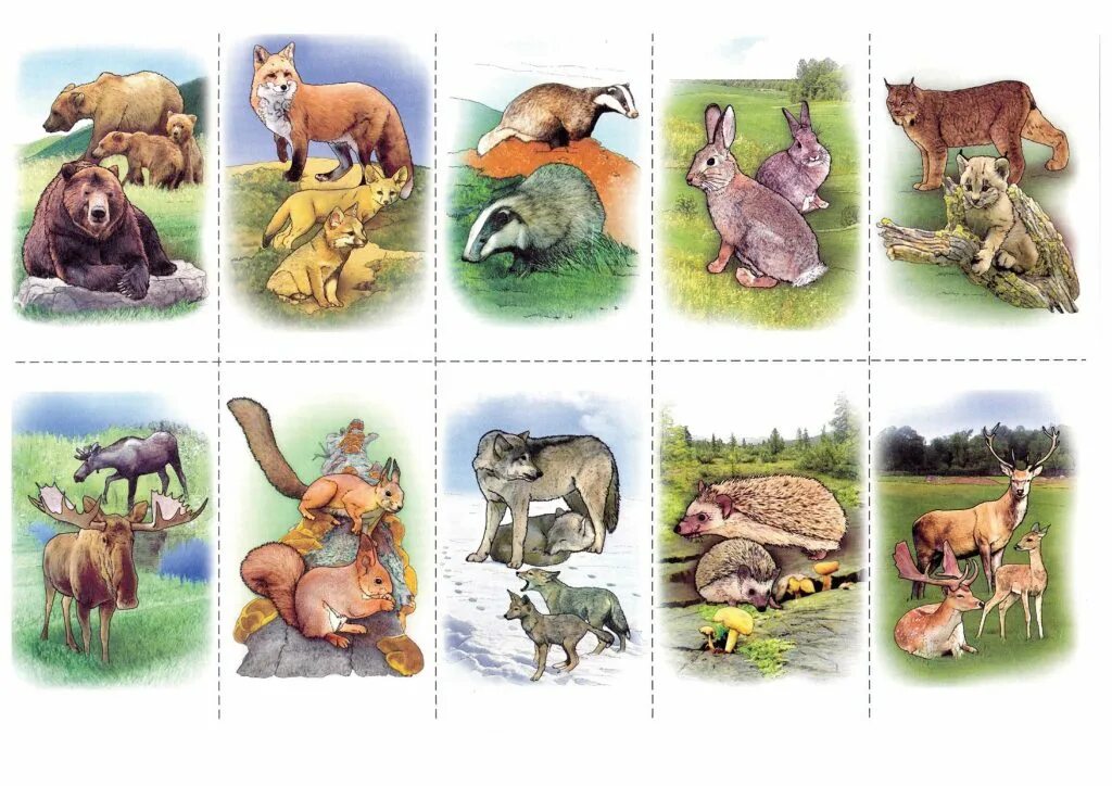 Дикие и домашние животные весной. Диких животных для детей. Карточки с дикими животными. Карточки с дикими животными и их детенышами. Дидактические карточки животные.