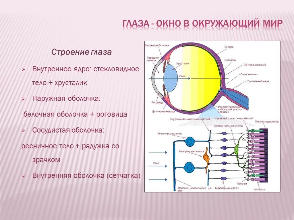 Как работает глаз. Строение внутреннего ядра глаза. внутреннее ядро глаза функции. строение стекловидного тела глаза. ядро глаза строение и функции.