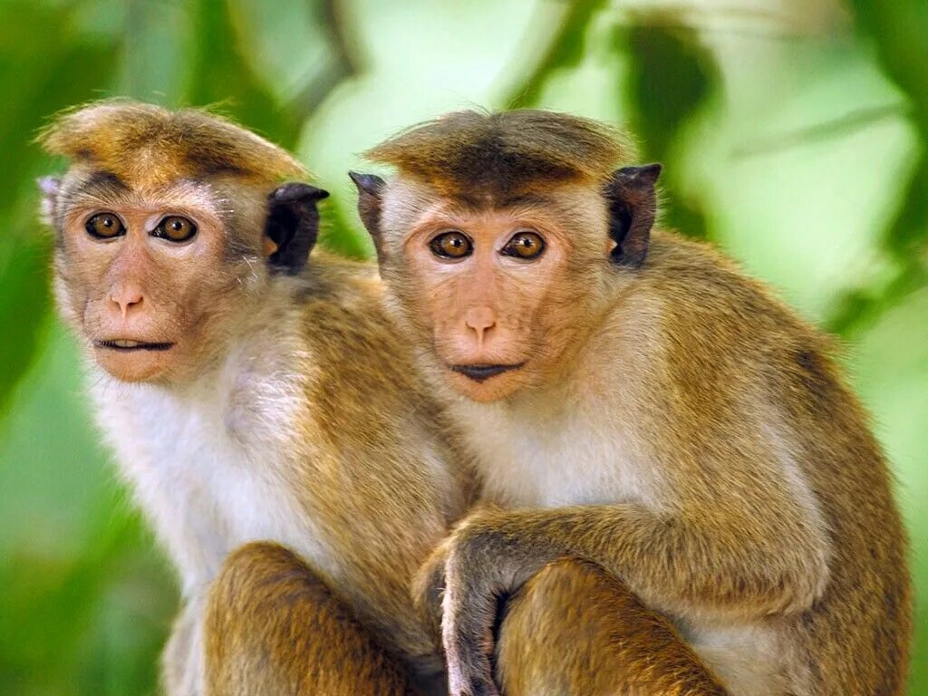 Am monkey
