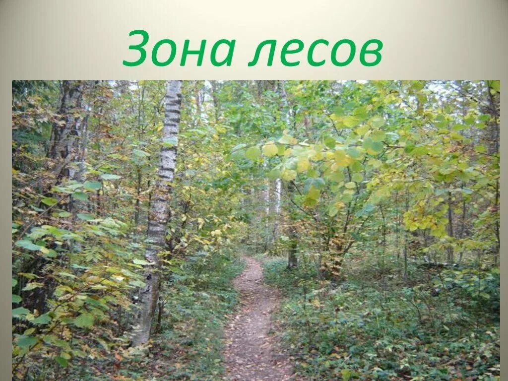 Лес презентация 4 класс плешаков. Зона лесов. Природная зона лесов. Леса России зона лесов. Зона леса России 4 класс.