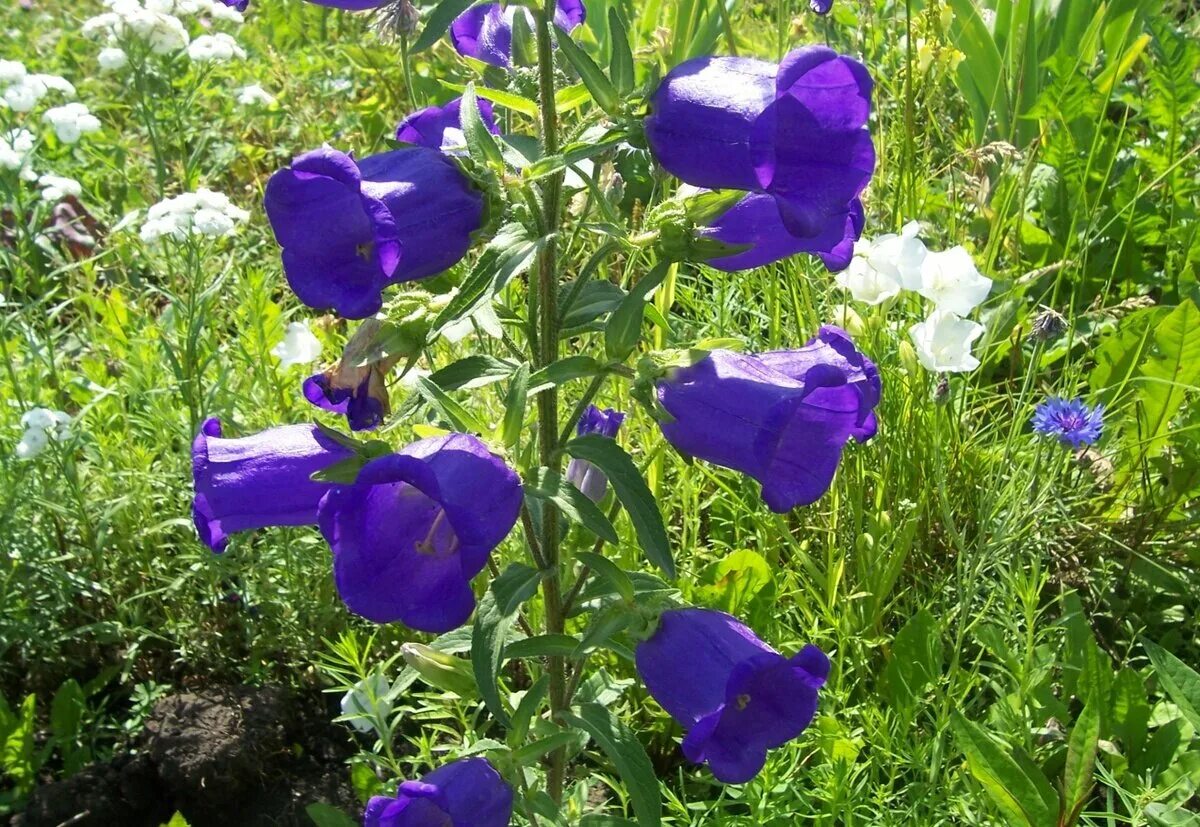 Колокольчик средний махровый смесь. Колокольчик средний – campanula medium. Колокольчик средний выращивание. Колокольчик средний двулетник. Колокольчик средний двулетник.