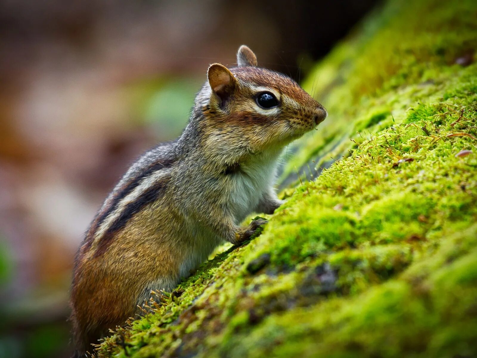 Восточноамериканский бурундук. Tamias tristis бурундук. Бурундуки млекопитающие. Бурундук самка. Восточно американский бурундук.