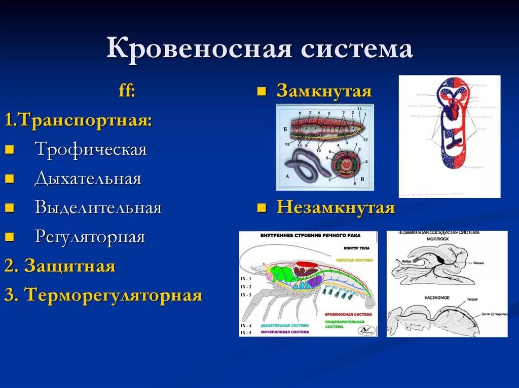 Таблица типы кровеносных систем незамкнутая. Замкнутая кровеносная система. Замкнутая крепостностная система. Замкнутый кровеносная система это. Замкнутая и незамкнутая кровеносная система.