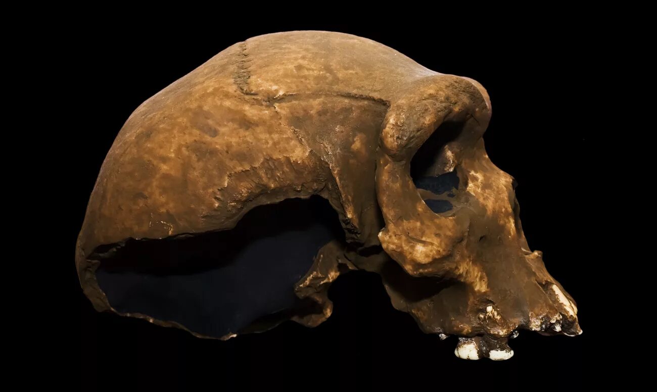 Череп древнего человека и современного. Зубы доисторических животных.