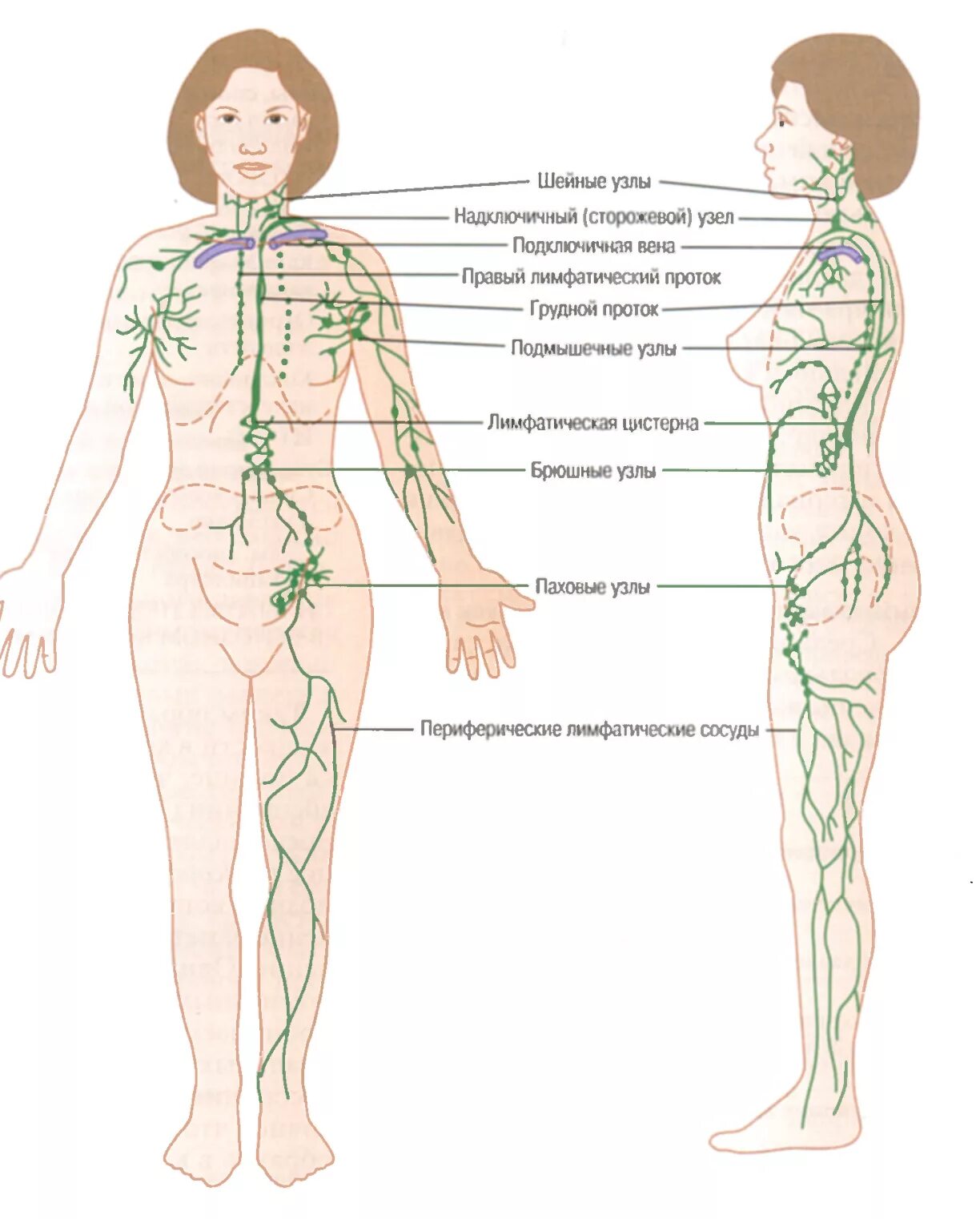 Лимфатические узлы в организме человека