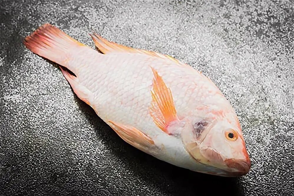 Узв это в рыбоводстве. Полезна ли лосось выращенная на ферме. Рыба в узв. Виды рыб для выращивания. Товарная форель.