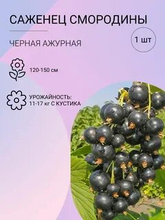 Смородина корень