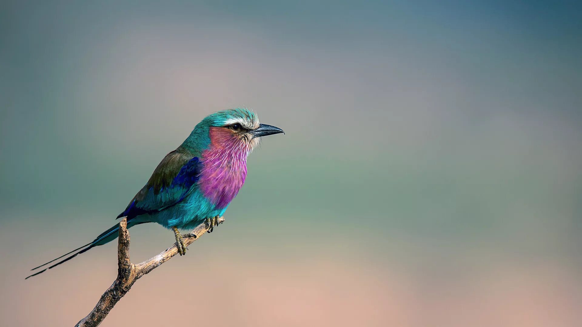 Full bird. Сиреневогрудая сизоворонка. Синебрюхая сизоворонка. Рыжешапочная сизоворонка. Голубая сизоворонка.